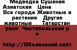 Медведка Сушеная Азиатская › Цена ­ 1 400 - Все города Животные и растения » Другие животные   . Татарстан респ.,Чистопольский р-н